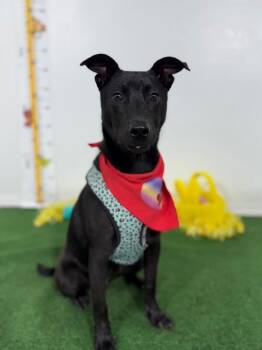 Whippet and Labrador Retriever Dogs Available for Adoption - Tommy | PetCurious