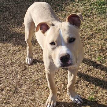 Pit Bull Terrier Dogs Available for Adoption in Pottsboro, Texas - Luke | PetCurious