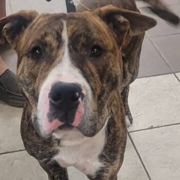 Rescue Mixed Breed Dogs for Adoption in Columbus, Georgia - 10/27/2025-Stray-RoaringBranchRoad -"DoDoos" | PetCurious