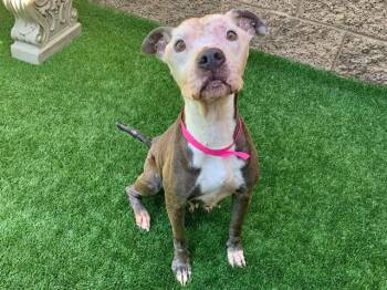 Pit Bull Terrier Dogs Available for Adoption in San Marcos, California - SAVE ME PLEASE! Daisy #A512327 | PetCurious