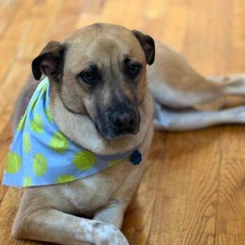 German Shepherd Dog and Labrador Retriever Dogs Available for Adoption in Wantagh, New York - Jesse | PetCurious