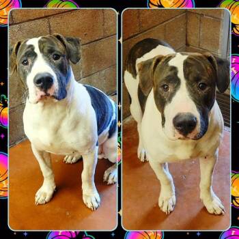 Rescue Pit Bull Terrier Dogs for Adoption in Buckhannon, West Virginia - CHUNKY BOY | PetCurious