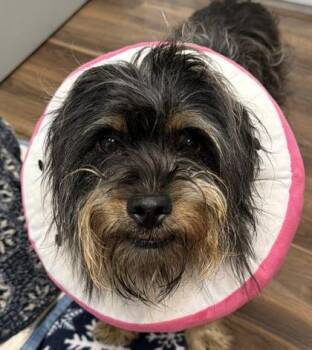 Clancy -  Schnauzer and Dachshund Dog for Adoption in Sacramento, California - Clancy | PetCurious