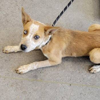 Mixed Breed Dogs Available for Adoption in Las Cruces, New Mexico - Popcorn | PetCurious