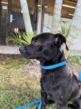 Beagle and Mixed Breed Dogs Available for Adoption - Anton | PetCurious