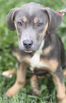 Cane Corso and Mixed Breed Dogs Available for Adoption in Malvern, Pennsylvania - Alice | PetCurious