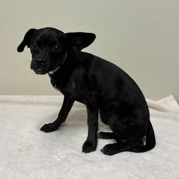A5806027/Olive -  Chihuahua and Pug Dog for Adoption in Bend, Oregon - A5806027/Olive | PetCurious