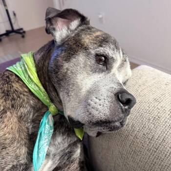 American Bulldog Dogs Available for Adoption - Winston | PetCurious