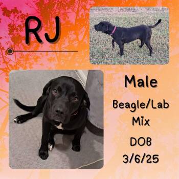 Rescue Beagle and Labrador Retriever Dogs for Adoption in Caldwell, Texas - RJ | PetCurious