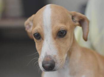 Chihuahua Dogs Available for Adoption in Portland, Oregon - Earthworm | PetCurious