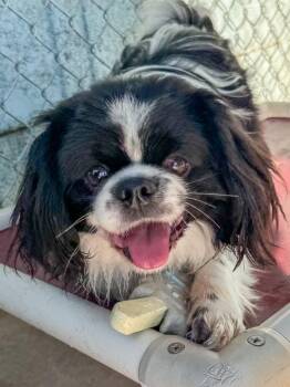 Pekingese and Spaniel Dogs Available for Adoption - KOBE | PetCurious