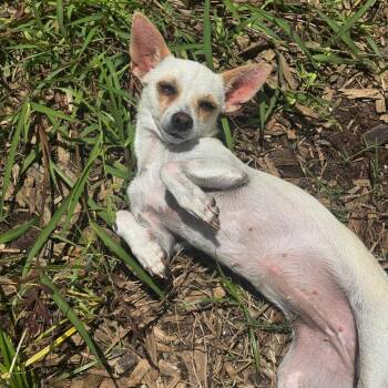 Fifa -  Chihuahua Dog for Adoption in Houston, Texas - Fifa | PetCurious