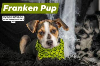 Franken Pup -  Australian Cattle Dog Blue Heeler and Terrier Dog for Adoption in Sevierville, Tennessee - Franken Pup | PetCurious