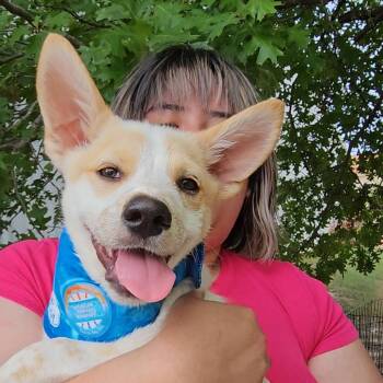 Savy -  Anatolian Shepherd and Shepherd Dog for Adoption in Pflugerville, Texas - Savy | PetCurious