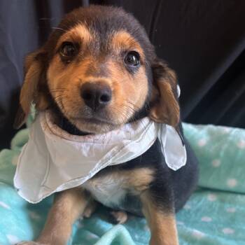 Stevie -  Mixed Breed Dog for Adoption in Canal Winchester, Ohio - Stevie | PetCurious