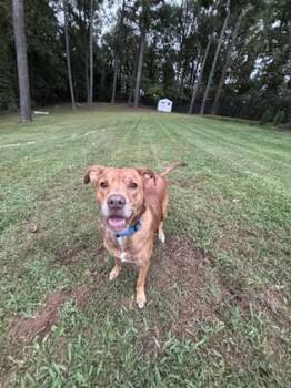 Darling -  Mixed Breed Dog for Adoption in Chamblee, Georgia - Darling | PetCurious