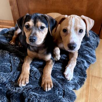 Kayak -  Chihuahua and Terrier Dog for Adoption in Minneapolis, Minnesota - Kayak | PetCurious