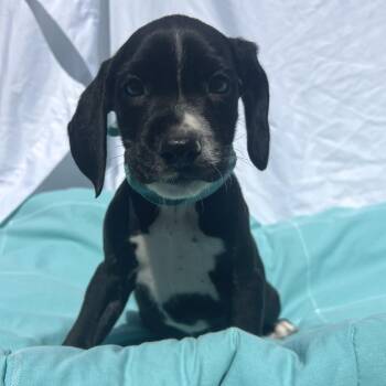 Burgundy -  Mixed Breed Dog for Adoption in Canal Winchester, Ohio - Burgundy | PetCurious
