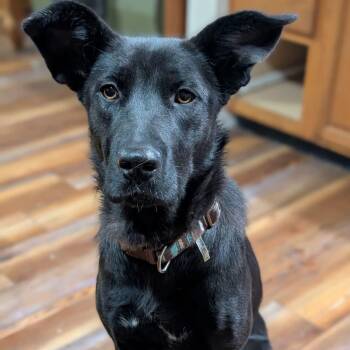 Tortilla -  Shepherd Dog for Adoption in Cowlesville, New York - Tortilla | PetCurious