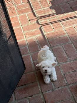 Landry -  Maltipoo Dog for Sale in Riverside, California - Landry | PetCurious