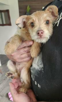 Chihuahua and Shih Tzu Dogs Available for Adoption in Twin Lakes, Wisconsin - #261 Benjamin | PetCurious