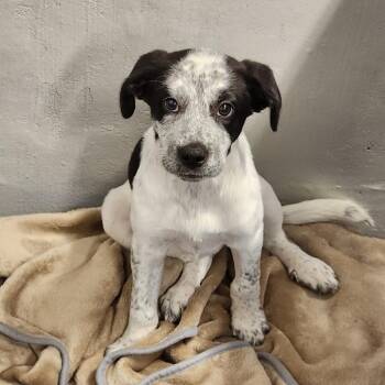 Puppies -  Mixed Breed Dog for Adoption - Puppies | PetCurious