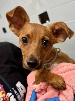 Tiki -  Mixed Breed Dog for Adoption in Wichita, Kansas - Tiki | PetCurious