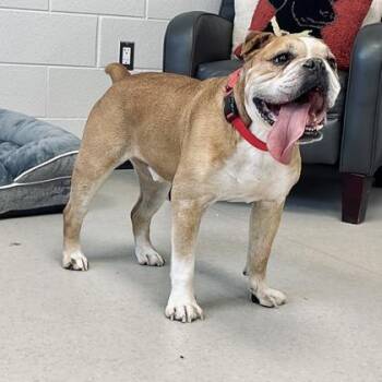 French Bulldog Dogs Available for Adoption - Rocket | PetCurious