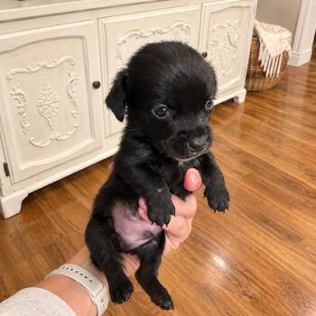 Stanley -  Dachshund and Mixed Breed Dog for Adoption in Baton Rouge, Louisiana - Stanley | PetCurious
