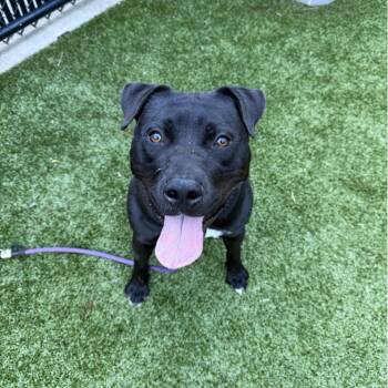 Ash -  Pit Bull Terrier Dog for Adoption in Greensboro, North Carolina - Ash | PetCurious