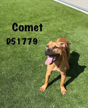 Mixed Breed Dogs Available for Adoption - Comet | PetCurious