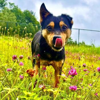 Labrador Retriever and Cattle Dog Dogs Available for Adoption in Columbia, Maryland - Sammy | PetCurious