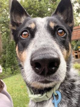 Ruckus -  Australian Cattle Dog Blue Heeler Dog for Adoption in Newport, Kentucky - Ruckus | PetCurious