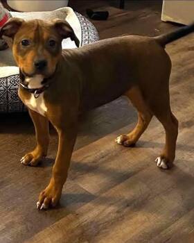 Labrador Retriever and Pit Bull Terrier Dogs Available for Adoption - Prince - At Shelter | PetCurious