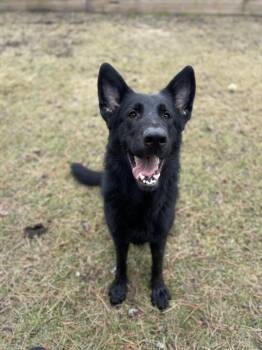 German Shepherd Dog Dogs Available for Adoption in Mississauga, Ontario - Damian | PetCurious