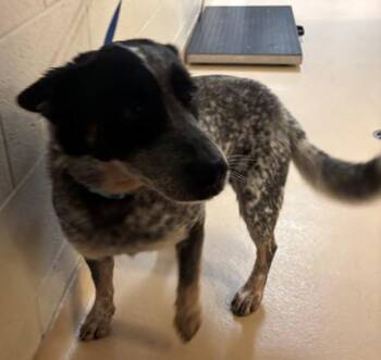 Yahtzee -  Australian Cattle Dog Blue Heeler Dog Available for Adoption in Pocatello, Idaho - Yahtzee | PetCurious