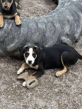 Rescue Mixed Breed Dogs for Adoption in Midway, Utah - Tayler | PetCurious