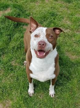 Rescue American Staffordshire Terrier Dogs for Adoption in Tunica, Mississippi - Curly | PetCurious