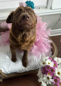 Shepherd Dogs Available for Adoption in Germantown, Ohio - California Stars | PetCurious