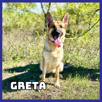 Greta -  German Shepherd Dog Dog for Adoption in Glenwood, Minnesota - Greta | PetCurious