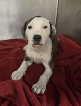 Billy Jean -  Pit Bull Terrier and Mixed Breed Dog for Adoption in Westland, Michigan - Billy Jean | PetCurious