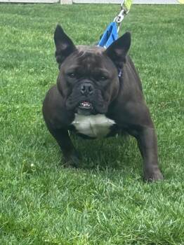 French Bulldog and Mixed Breed Dogs Available for Adoption in Fall River, Massachusetts - Tillie | PetCurious