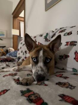 Australian Cattle Dog Blue Heeler Dogs Available for Adoption in Denver, Colorado - Brynn | PetCurious