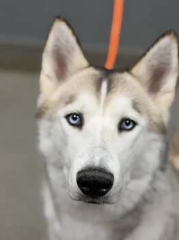 AMAZON -  Husky Dog for Adoption in Las Vegas, Nevada - AMAZON | PetCurious