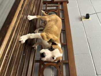 Pit Bull Terrier Dogs Available for Adoption - Bruce | PetCurious