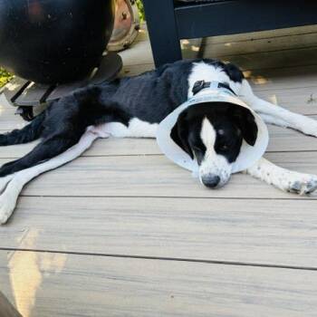 Jamie -  Mixed Breed Dog for Adoption in Washougal, Washington - Jamie | PetCurious