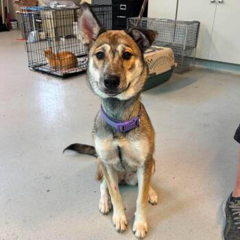 Winona Stray Hold 7/22 -  Mixed Breed Dog for Adoption in Huntington, West Virginia - Winona Stray Hold 7/22 | PetCurious