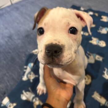 Rosalina -  Mixed Breed Dog for Adoption in Austin, Texas - Rosalina | PetCurious