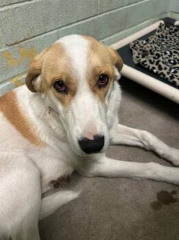 Labrador Retriever and Beagle Dogs Available for Adoption - ASHLEY | PetCurious