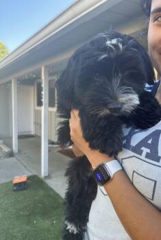 Samantha -  Shih Tzu and Yorkshire Terrier Dog for Adoption in Lafayette, California - Samantha | PetCurious